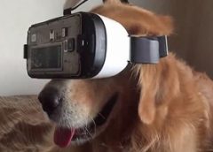 Are you a postman who is worried about dog bites? VR could help!