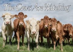 The Cows Are Watching (Steam VR)