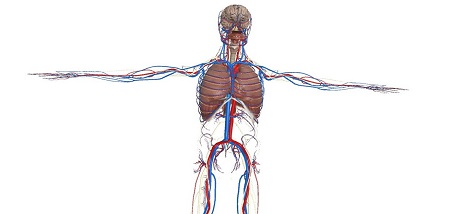 VR Anatomy (Steam VR)